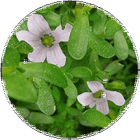 Bacopa Monnieri