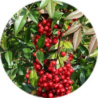 Bambu Sagrado- Nandina Domestica