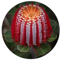 Banksia Coccinea
