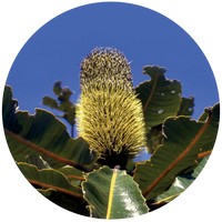 Banksia Robur
