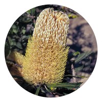 Banksia - Swamp Banksia