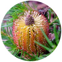 Banksia Spinulosa