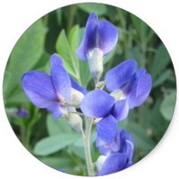 Baptisia Australis