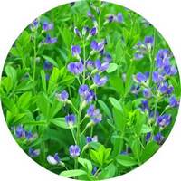 Baptisia Australis