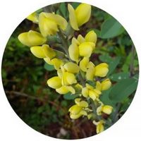 Baptisia Tinctoria