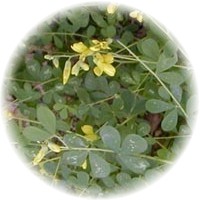 Baptisia Tinctoria