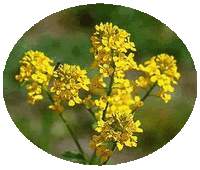 Upland Cress: Barbarea Verna