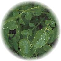 Upland Cress: Barbarea Verna