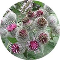 Bardana - Arctium Majus