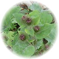 Arctium Majus