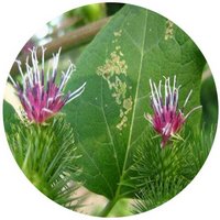 Arctium Lappa