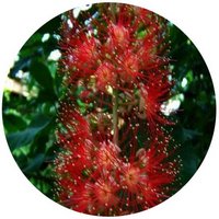 Barringtonia Racemosa