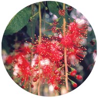 Barringtonia Acutangula