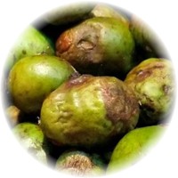 Batuan - Garcinia Binucao