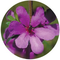 Bauera Sessiliflora - Dog Rose of the Wild Forces