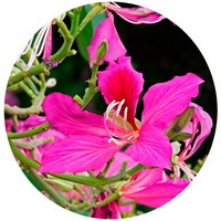 Bauhinia