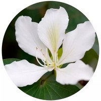 Bauhinia