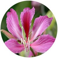 Bauhinia Blakeana
