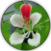 Bauhinia Forficata Candicans