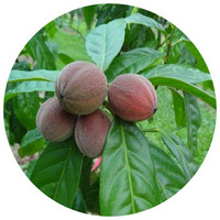 Baya Australiana: Hylandia Dockrillii