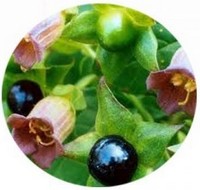 Belladona o Solano Mayor-Atropa Belladonna