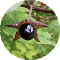 Belladona o Solano Mayor-Atropa Belladonna