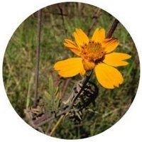 Bidens Aurea