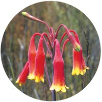 Blandfordia Grandiflora - Christmas Bells