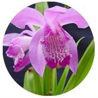 Bletilla Striata