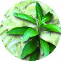 Blumea Balsamifera - Sambong