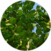 Buxus Sempervirens