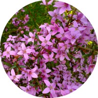 Boronia Megastigma