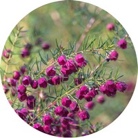 Boronia Megastigma