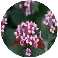 Bouvardia longiflora