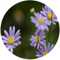 Brachyscome Iberidifolia