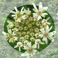 Heracleum Sphondylium