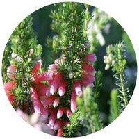 Erica Cinerea