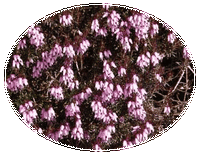 Erica Herbacea - Brezo de Invierno