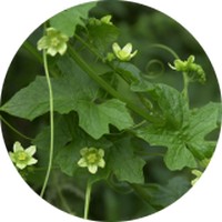 Bryonia Alba - Bryonia Dioica