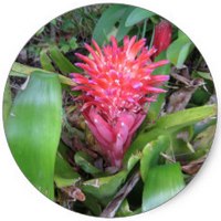 Bromelia