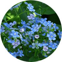Brunnera Macrophylla
