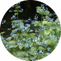 Brunnera Macrophylla