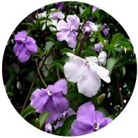 Brunfelsia Hopeana