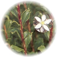 Buchu - Barosma Betulina