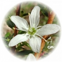 Buchu - Barosma Betulina