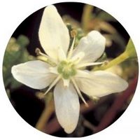 Buchu - Agathosma Betulina