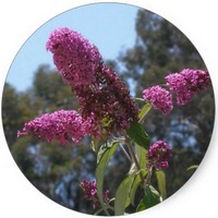 Buddleja
