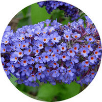 Buddleja