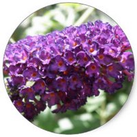 Buddleja Officinalis
