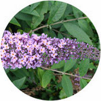 Buddleja Officinalis